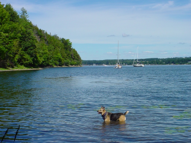 Lake Chapmlain Monster